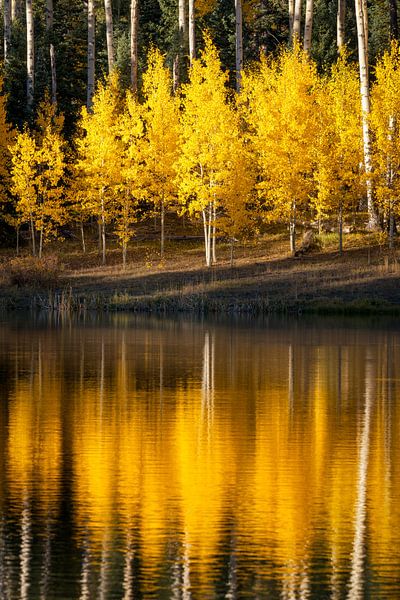 Herbst Aspen Wald Reflexion Bild - Goldene Meditation von Daniel Forster