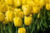 Tulip field in the Netherlands