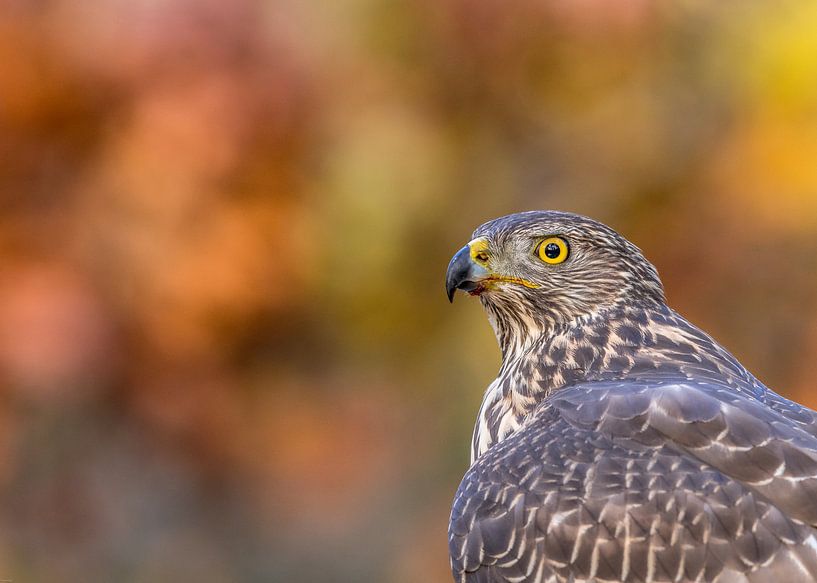 Northern Goshawk! by Robert Kok