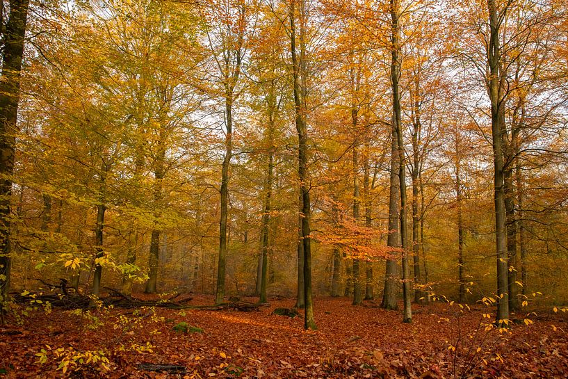 Autumn in the forest by Gert Hilbink