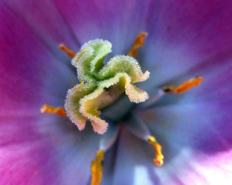 Bloem von Joke Schippers