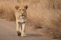 Lioness on the move