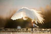 Bürsten Seidenreiher