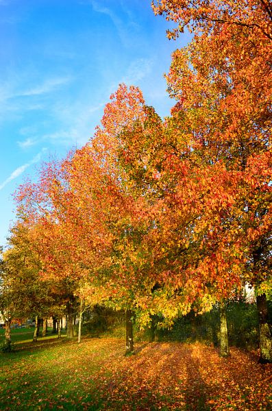 Herbstfarben im Park von Corinne Welp