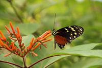 Schöner Schmetterling