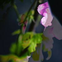 Fusion of flowers: Vaselife Artwork