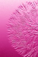 pink print dandelion