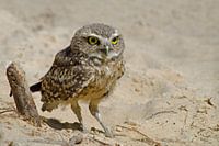 Kanincheneule im Sand