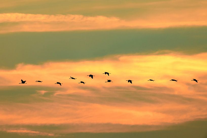 Crane birds flying in the air during sunset by Sjoerd van der Wal Photography