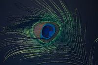 Pauwenoog, Botanical Brilliance