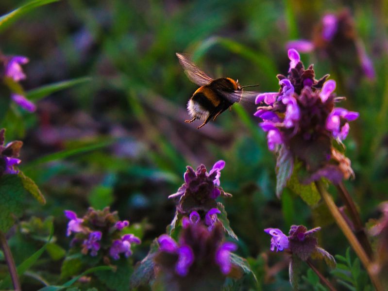 Bumblebee flies on a flower to collect nectar by Martin Köbsch