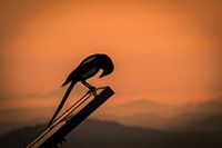 La pie s'incline devant le coucher du soleil