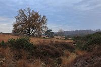Landschaft bei der Posbank