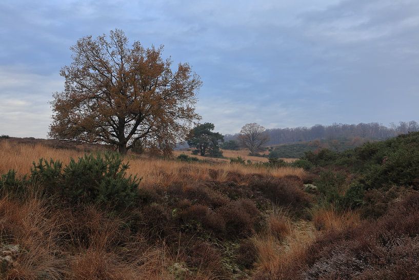 Paysage à la Posbank par Sander Miedema