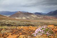 Paysage volcanique Berserkjahraun, Snæfellsnes Iceland