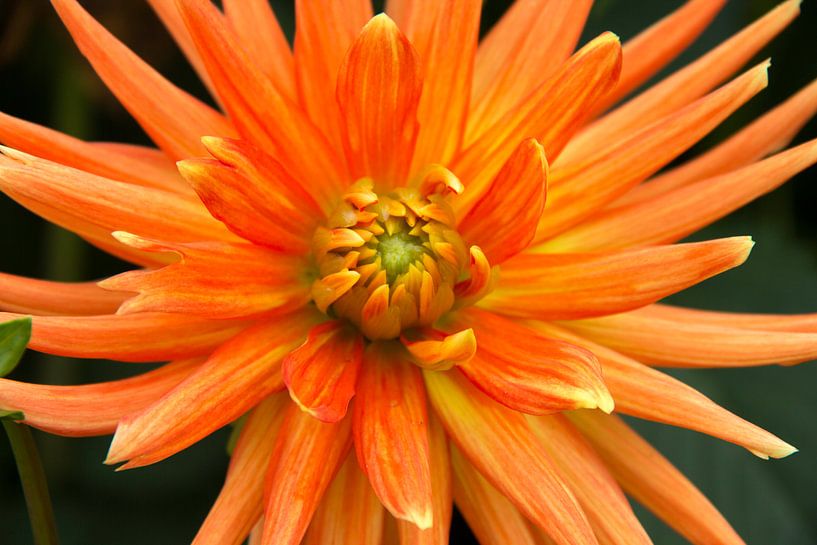 Oranje by Pamela TTW