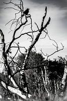 Wo der Köder fliegt, sind Krähen.