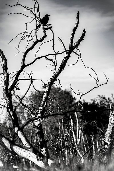 Wo der Köder fliegt, sind Krähen. von Evita Pierik