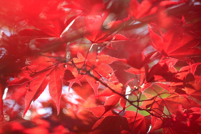 Fan Maple by Thomas Jäger