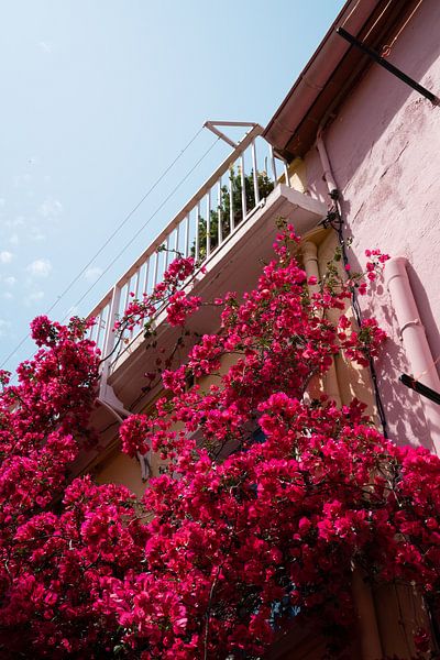 Bouganville with french balcony in Collioure by Myrthe Slootjes