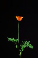 California poppy