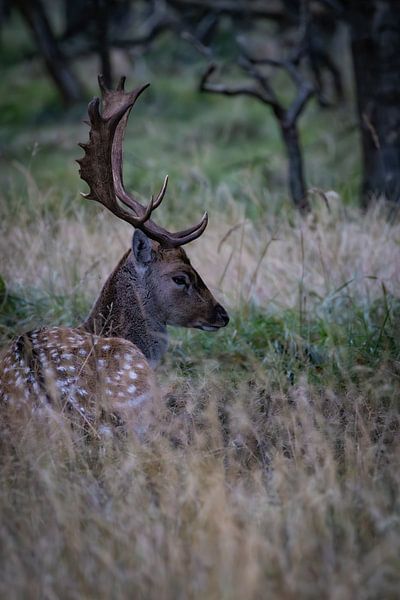 cerfs dans les dunes par Patricia Van Roosmalen