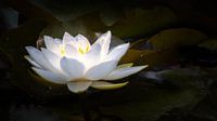 Luminous water lily