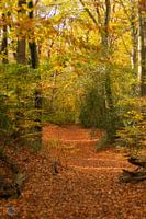 The Netherlands in autumn colours.