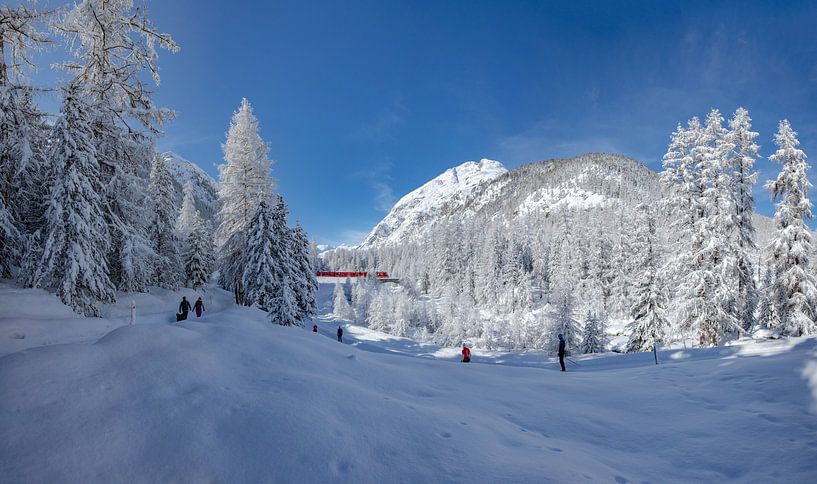 Stark verschneite Bäume, Val Roseg, Zug der Rhätischen Bahn, Wanderer, Langlauf, Pontresina, Obereng von Rene van der Meer
