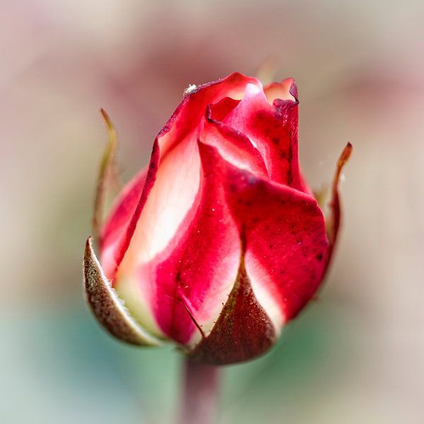 Red and White Rose by Rob Boon
