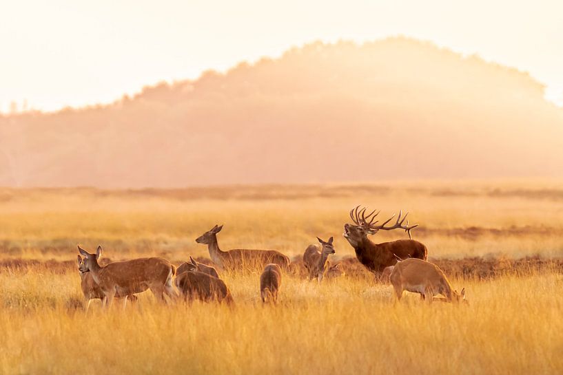 Bronst von Sander Meertins