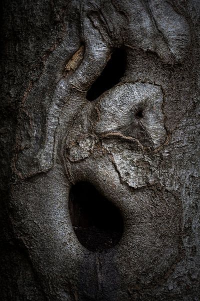 Trees and trunks the beauties of the forest by Rick Goede