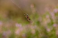 Spinne im Heidekraut