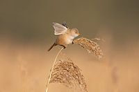 Weiblicher Bartmeisenbärbling sucht Gleichgewicht