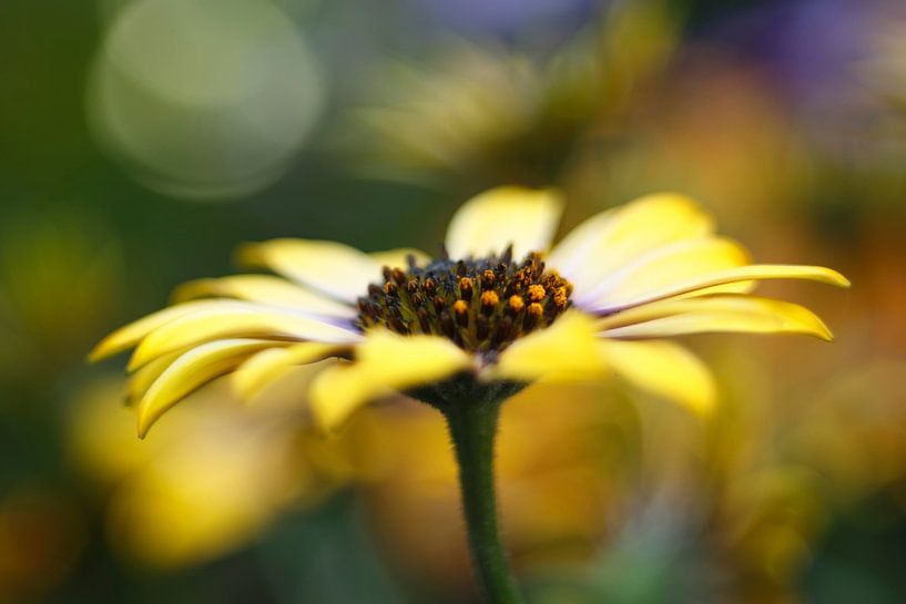 Tanzende Blütenblätter.... von LHJB Photography