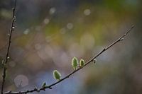 Der Frühling zeigt sich Weidenkätzchen