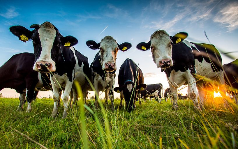 Kiekeboe von Michel de Koning