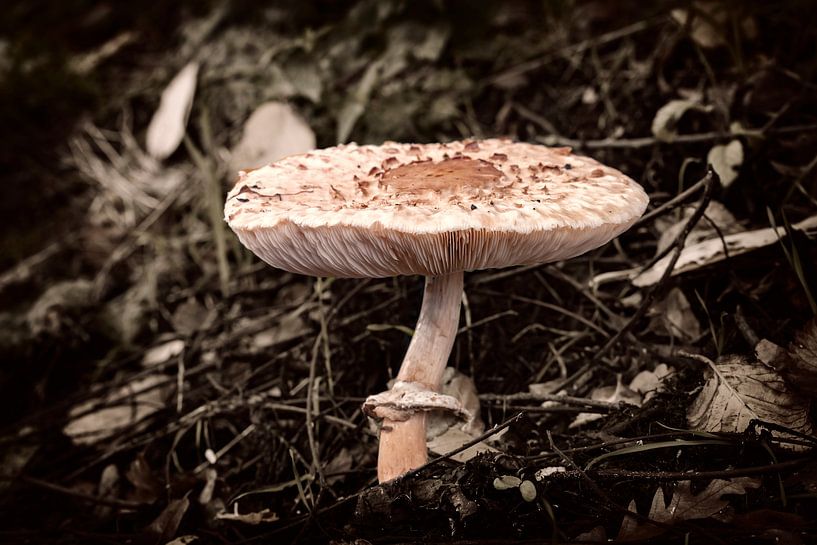 Knollenschirmpilz am Rande von Jan van der Knaap