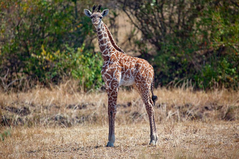 Baby Giraffe von Peter Michel
