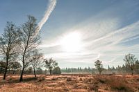 Hoge Veluwe le matin