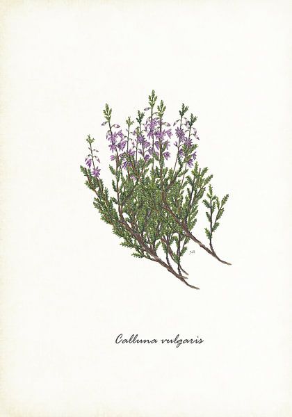 Struikheide von Jasper de Ruiter