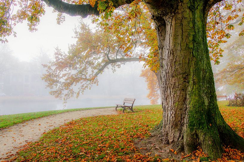 Romantisch bos in Leiden by Dirk van Egmond