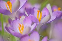 Crocus