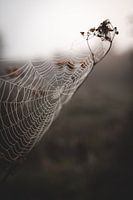 Foggy spiderweb