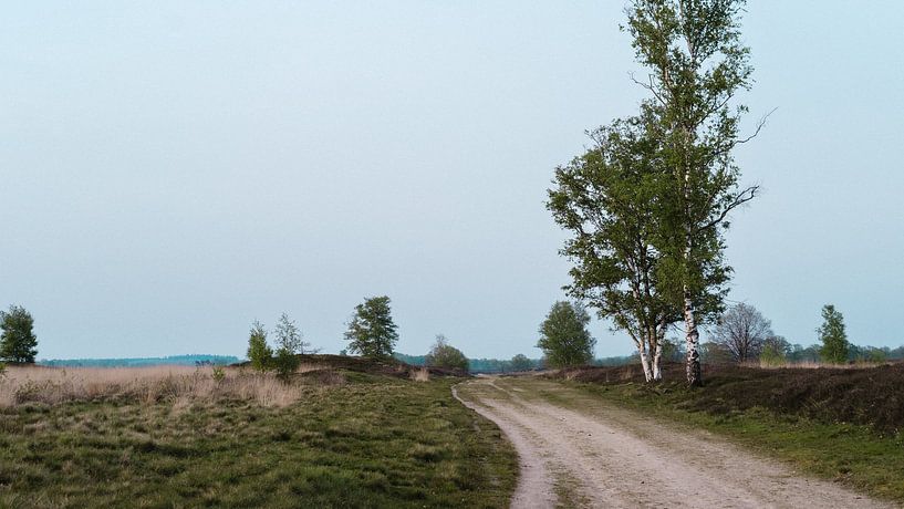 Pfad entlang von Bäumen in einem offenen, ruhigen Feld in den Niederlanden von Peter Bruijn