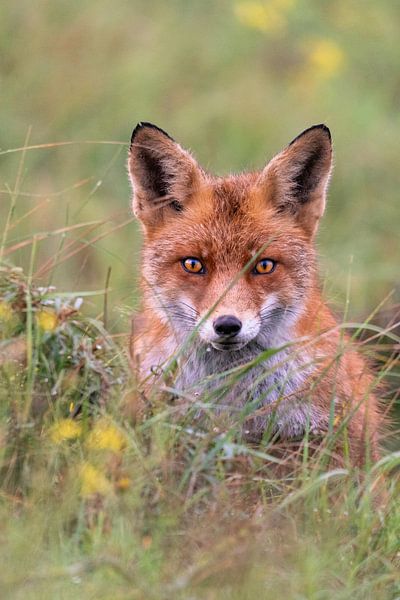 Qui êtes-vous ? par Louise Poortvliet