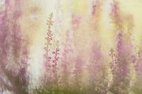 Heather - un gros plan avec un objectif vintage, double exposition