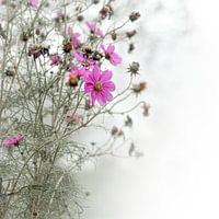 ,,Letztes Blühen der Cosmea"