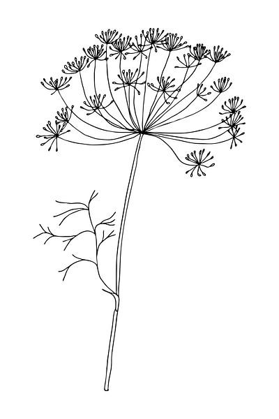 Botanische Grundlagen. Schwarz-weiß Zeichnung einer einfachen Blume. Dillblüte. von Dina Dankers