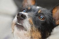 Close-up van onze Jack Russel